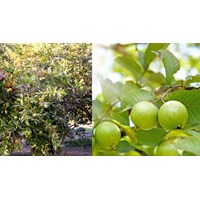 Dàn ý Tả cây ổi trong vườn nhà em Tập làm văn lớp 4