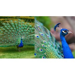 Dàn ý Tả con công trong vườn thú Tập làm văn lớp 4