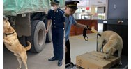 Huấn luyện viên chó nghiệp vụ ngành Hải quan phải có bằng đại học