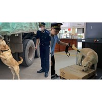 Huấn luyện viên chó nghiệp vụ ngành Hải quan phải có bằng đại học