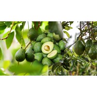 Tả cây bơ chọn lọc, siêu hay - Tập làm văn lớp 4, 5