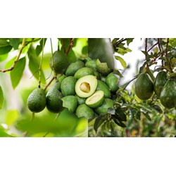 Tả cây bơ chọn lọc, siêu hay - Tập làm văn lớp 4, 5