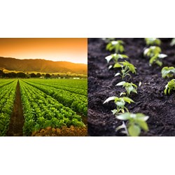 Điều kiện sản xuất kinh doanh giống cây trồng được bảo hộ là gì?