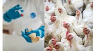 Cách tiến hành chẩn đoán lâm sàng bệnh bạch lị và thương hàn ở gà