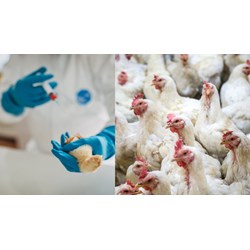 Cách tiến hành chẩn đoán lâm sàng bệnh bạch lị và thương hàn ở gà