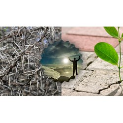 Suy nghĩ về vai trò của chông gai trên đường đời chọn lọc hay nhất
