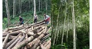 Rừng tự nhiên được khai thác lâm sản trong rừng sản xuất thế nào?