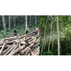Rừng tự nhiên được khai thác lâm sản trong rừng sản xuất thế nào?
