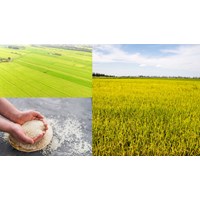 Đăng ký nhãn hiệu cho sản phẩm OCOP tại Nghệ An như thế nào?