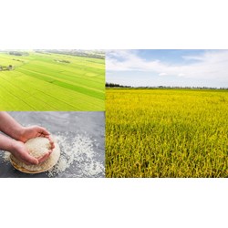 Đăng ký nhãn hiệu cho sản phẩm OCOP tại Nghệ An như thế nào?
