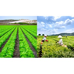 Đăng ký nhãn hiệu cho sản phẩm OCOP tại Hà Tĩnh như thế nào?