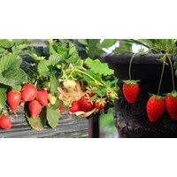 Thuyết minh về cây dâu tây chọn lọc hay nhất - Văn mẫu lớp 8