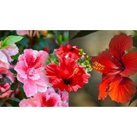 Thuyết minh về hoa dâm bụt siêu hay, đạt điểm cao