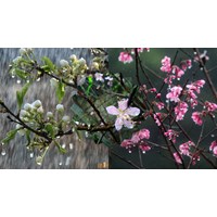 Dàn ý tả cơn mưa mùa xuân chi tiết, hay nhất - Tập làm văn lớp 5