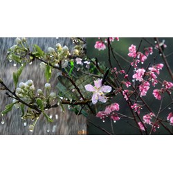 Dàn ý tả cơn mưa mùa xuân chi tiết, hay nhất - Tập làm văn lớp 5