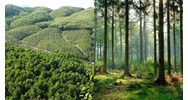 Sử dụng đất rừng đặc dụng phải nộp tiền khi được Nhà nước giao đất?