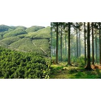 Sử dụng đất rừng đặc dụng phải nộp tiền khi được Nhà nước giao đất?