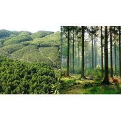 Sử dụng đất rừng đặc dụng phải nộp tiền khi được Nhà nước giao đất?