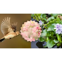 Suy nghĩ của em về lẽ sống cao đẹp qua bài thơ Mùa xuân nho nhỏ