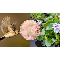 Suy nghĩ của em về lẽ sống cao đẹp qua bài thơ Mùa xuân nho nhỏ