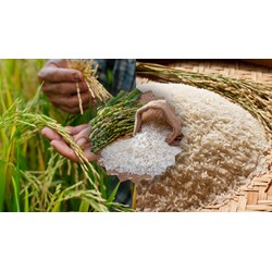 Suy nghĩ của em về ý nghĩa của hạt gạo trong đời sống hay nhất