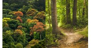 Giá cho thuê môi trường rừng đặc dụng kinh doanh dịch vụ nghỉ dưỡng