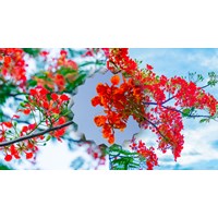Biểu cảm về cây phượng chọn lọc hay nhất - Văn mẫu lớp 7