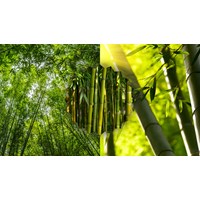 Biểu cảm về cây tre chọn lọc, đạt điểm cao - Văn mẫu lớp 7