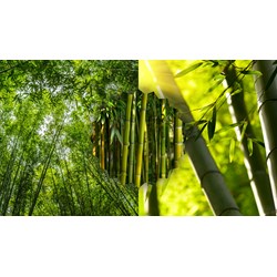 Biểu cảm về cây tre chọn lọc, đạt điểm cao - Văn mẫu lớp 7