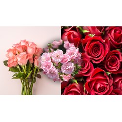 Biểu cảm về loài hoa hồng siêu hay, đạt điểm cao - Văn mẫu lớp 7