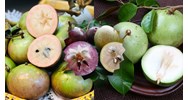 Tả quả vú sữa hay, ngắn gọn, đạt điểm cao - Tập làm văn lớp 5