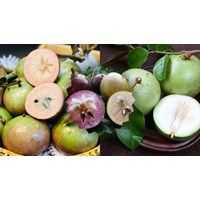 Tả quả vú sữa hay, ngắn gọn, đạt điểm cao - Tập làm văn lớp 5