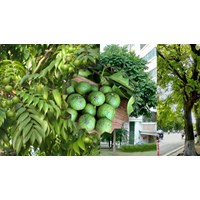 Tả cây sấu hay, ấn tượng, đạt điểm cao - Tập làm văn lớp 4