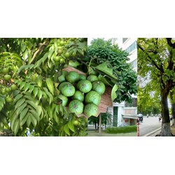 Tả cây sấu hay, ấn tượng, đạt điểm cao - Tập làm văn lớp 4