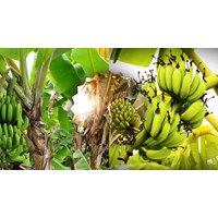 Cảm nghĩ của em về cây chuối chọn lọc hay nhất - Văn mẫu lớp 7