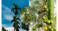Cảm nghĩ của em về cây cau hay nhất, đạt điểm cao