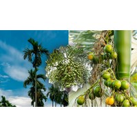 Cảm nghĩ của em về cây cau hay nhất, đạt điểm cao