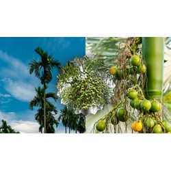Cảm nghĩ của em về cây cau hay nhất, đạt điểm cao