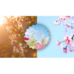 Phát biểu cảm nghĩ của em về mùa xuân Hà Nội