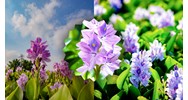 Nêu cảm nghĩ về cây hoa lục bình chọn lọc hay nhất