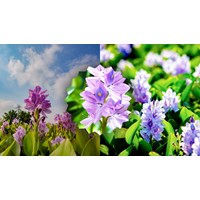 Nêu cảm nghĩ về cây hoa lục bình chọn lọc hay nhất