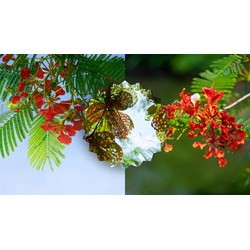 Kể lại tâm sự của cây bàng (hoặc cây phượng) non bị lũ trẻ bẻ cành lá
