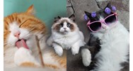 Cảm nghĩ về con vật nuôi - con mèo chọn lọc hay nhất