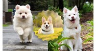 Cảm nghĩ về con vật nuôi - con chó chọn lọc hay nhất
