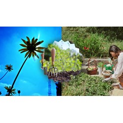 Tả cảnh buổi trưa trong vườn cây chọn lọc hay nhất