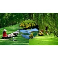Phân tích Đi trong hương tràm của Hoài Vũ chọn lọc hay nhất
