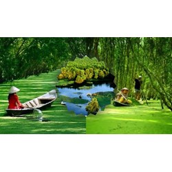 Phân tích Đi trong hương tràm của Hoài Vũ chọn lọc hay nhất