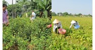 Quy định thực hành tốt nuôi trồng thu hái dược liệu như thế nào?