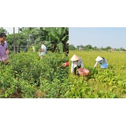 Quy định thực hành tốt nuôi trồng thu hái dược liệu như thế nào?