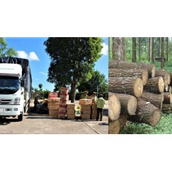 Định giá tang vật vi phạm hành chính bị tịch thu là gỗ để bán đấu giá ra sao?